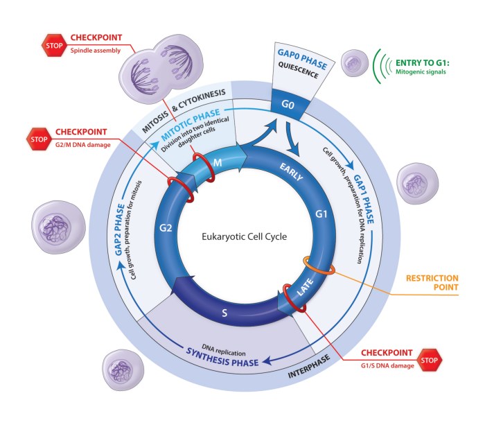 Eukaryotic cell cancer cycle hhmi answer student handout learn click solved answers problem been has