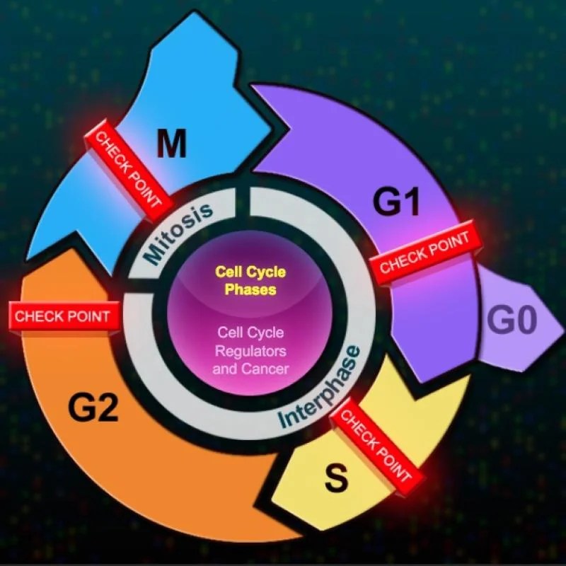 The eukaryotic cell cycle and cancer'' in depth answers pdf