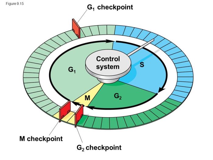 Cancer biointeractive cell cycle eukaryotic hhmi biology genes activities card