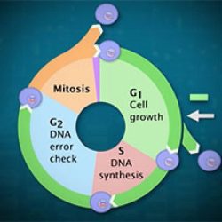 The eukaryotic cell cycle and cancer'' in depth answers pdf